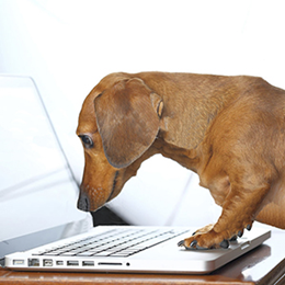 Dog and a laptop